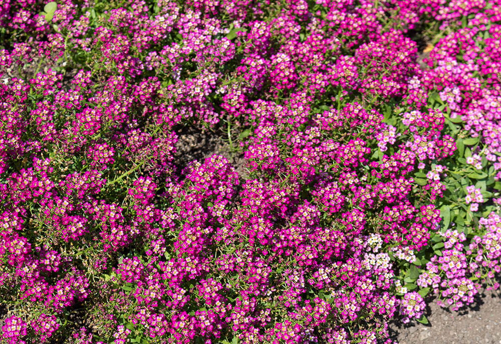 スイートアリッサム‘ワンダーランド’