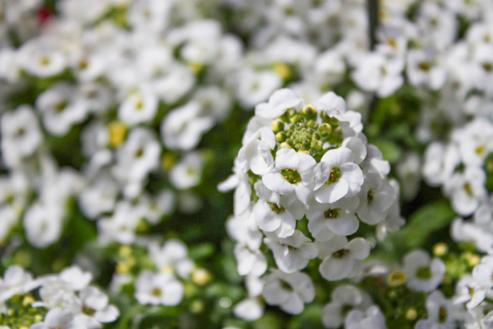 スイートアリッサム‘クリアクリスタル’