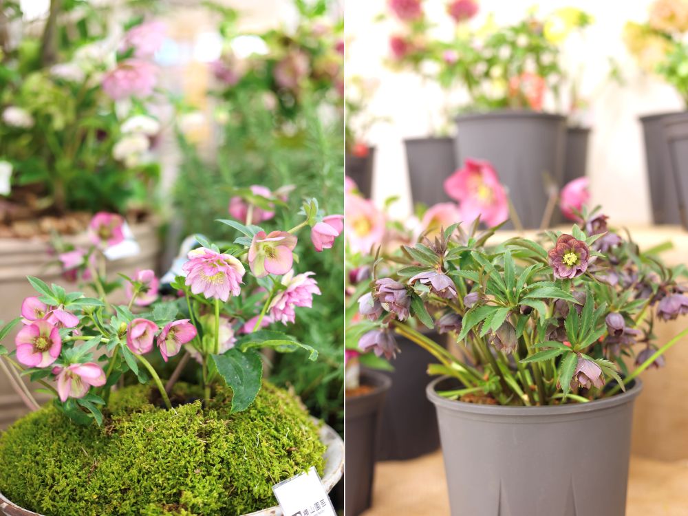 クリスマスローズの世界展