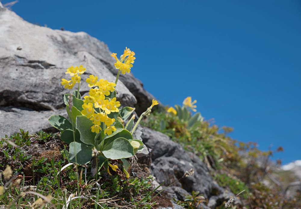プリムラ・オーリキュラ