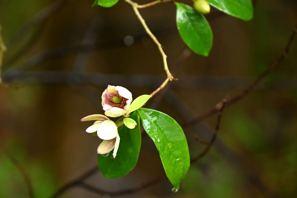 カラタネオガタマ