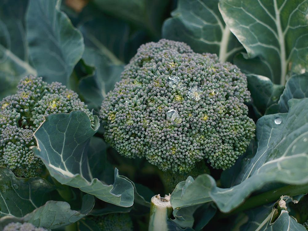 ブロッコリー「おかわりくん」