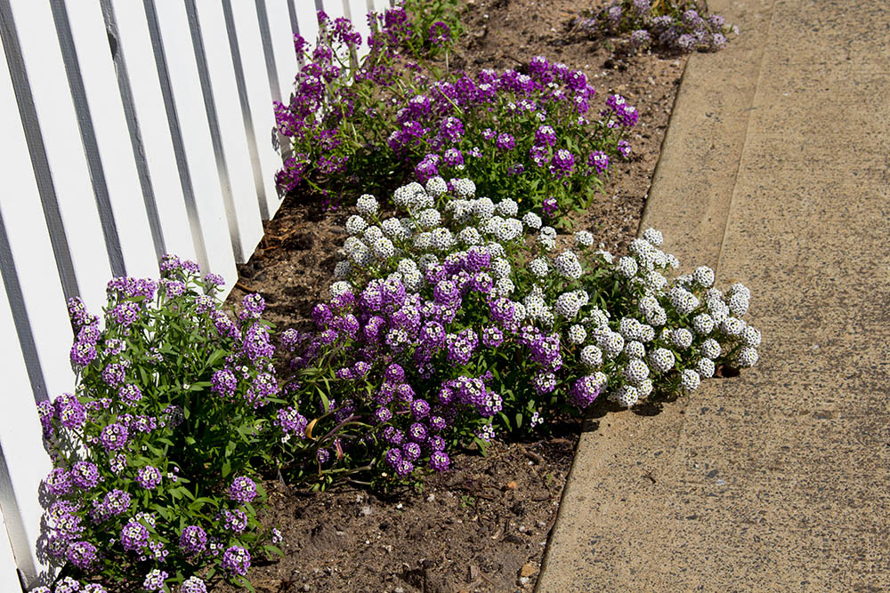 スイートアリッサム