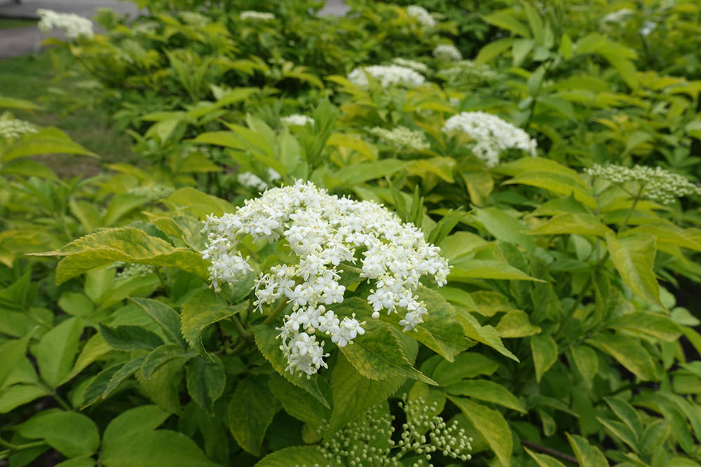 ‘オーレア’（ゴールデン・エルダー）　Sambucus nigra  ‘Aurea’