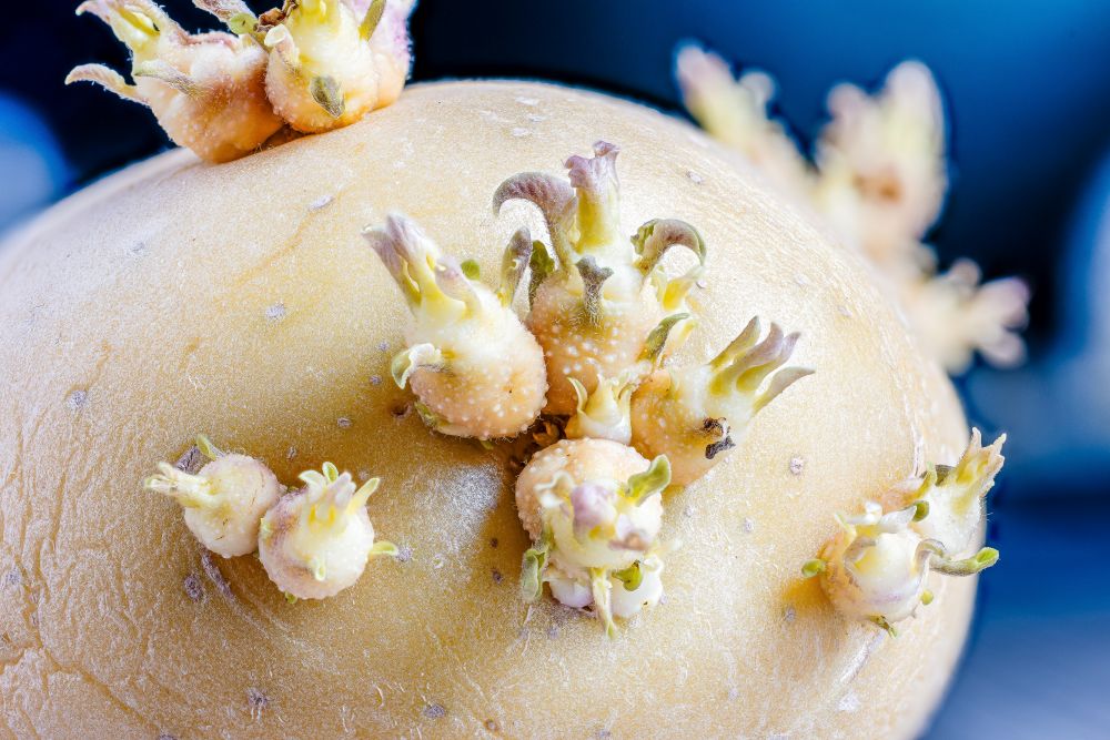 ジャガイモの芽