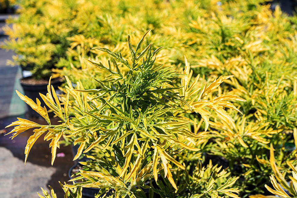 ‘ゴールデン・タワー’　Sambucus nigra 'Golden Tower'