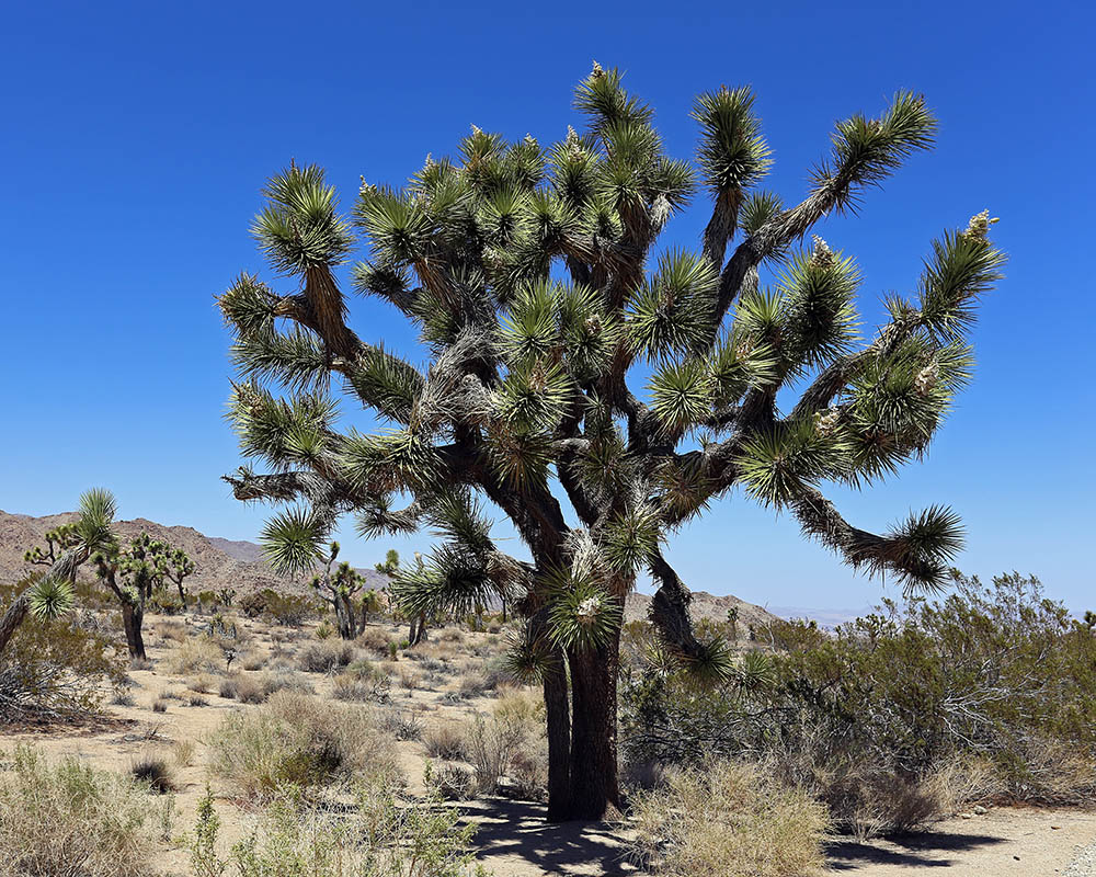 ヨシュアツリー