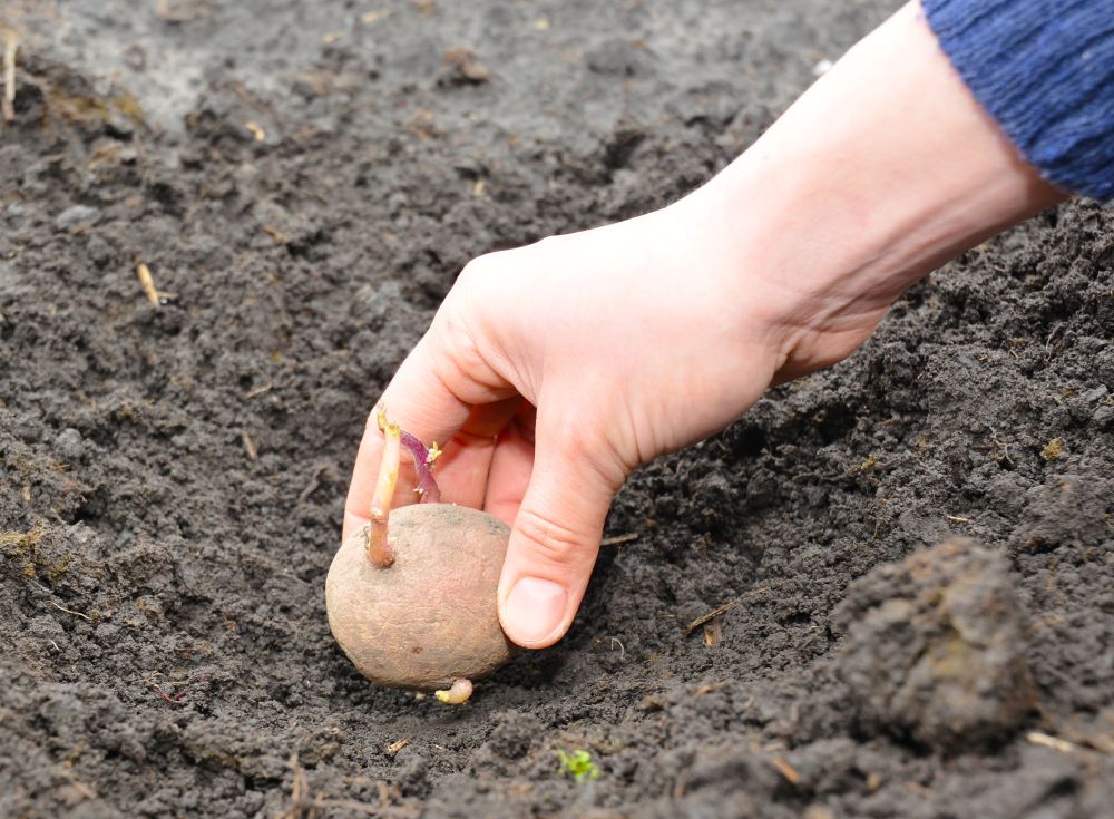 ジャガイモの植え付け