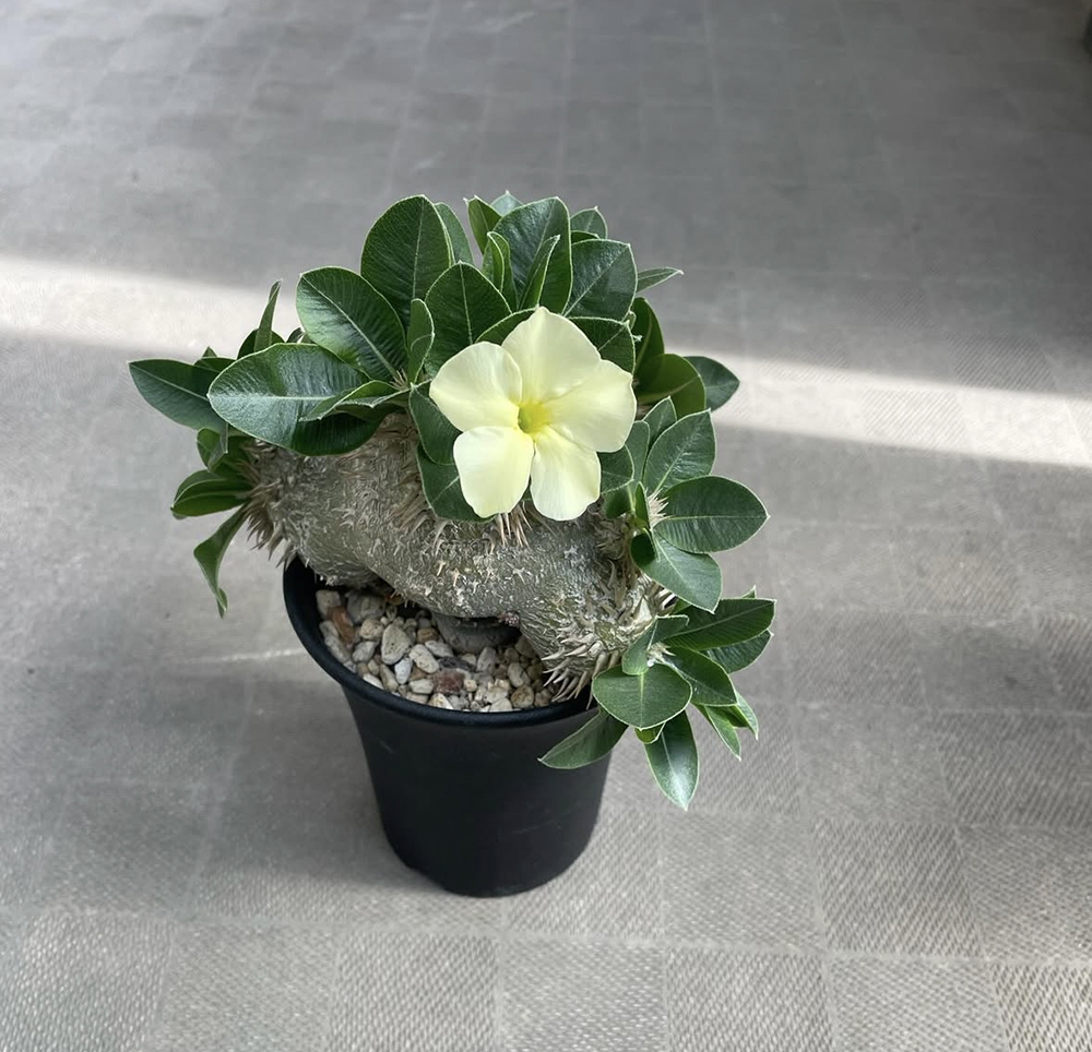 白花恵比寿笑い