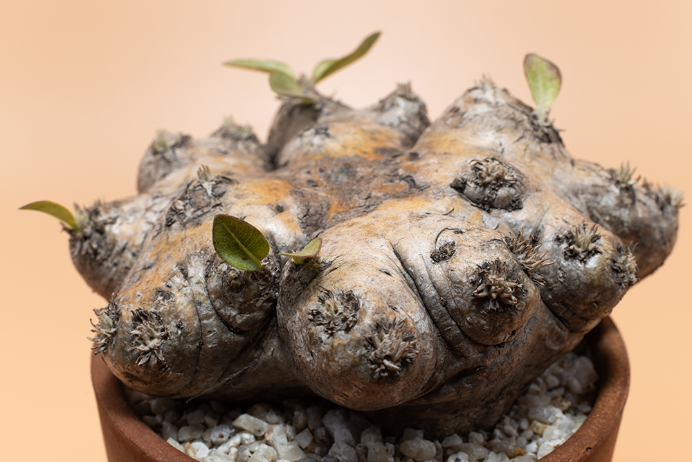 恵比寿笑い現地球