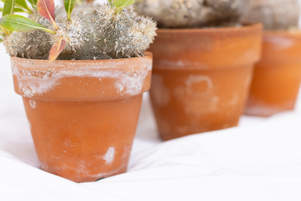 オーソドックスな素焼き鉢