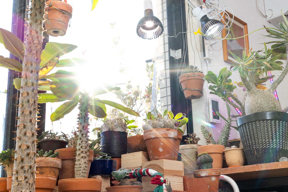 日光と植物育成ライトの併用