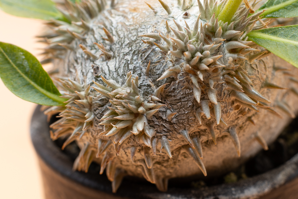 恵比寿笑いのトゲ