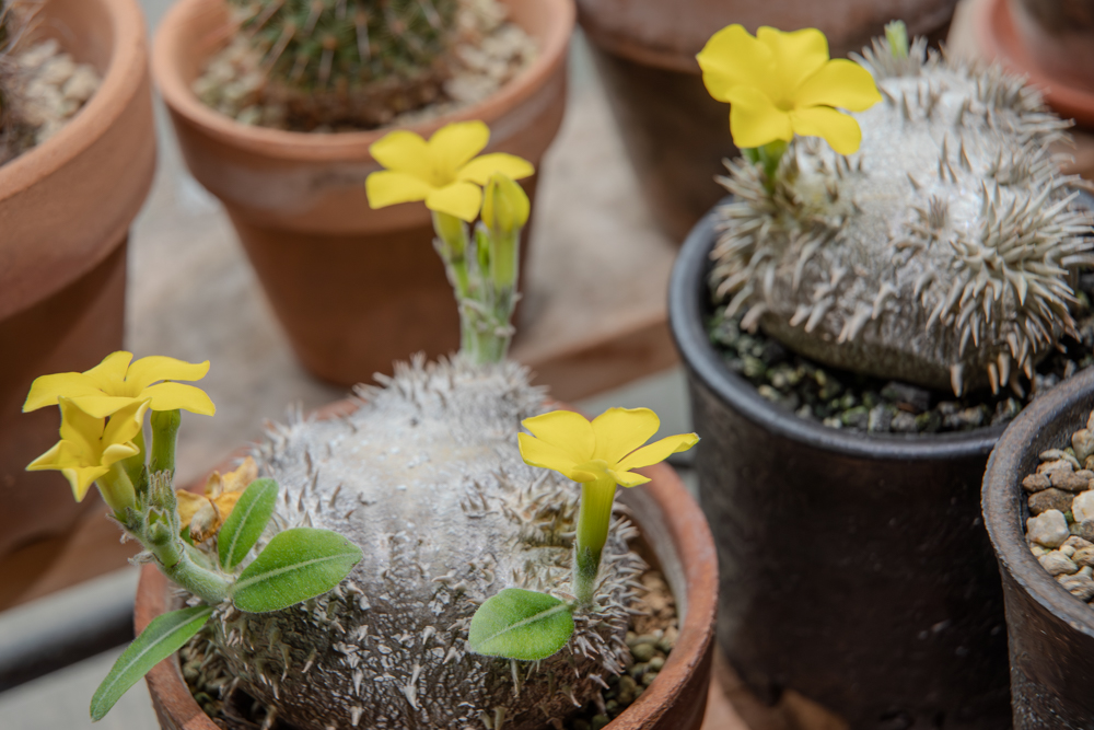 花盛りの恵比寿笑い