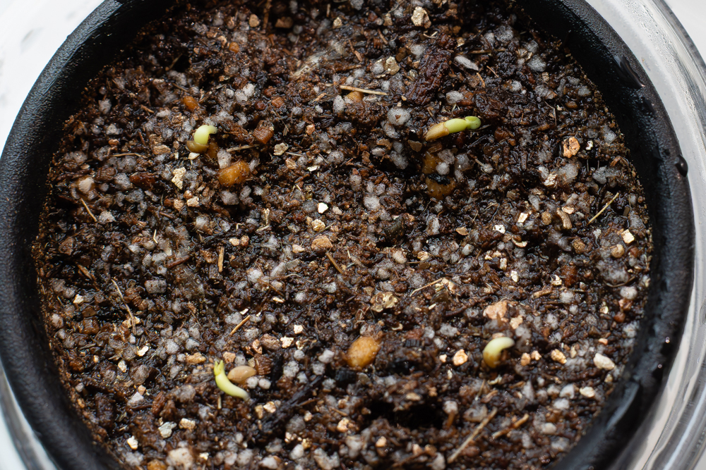 恵比寿笑いの種子の発芽