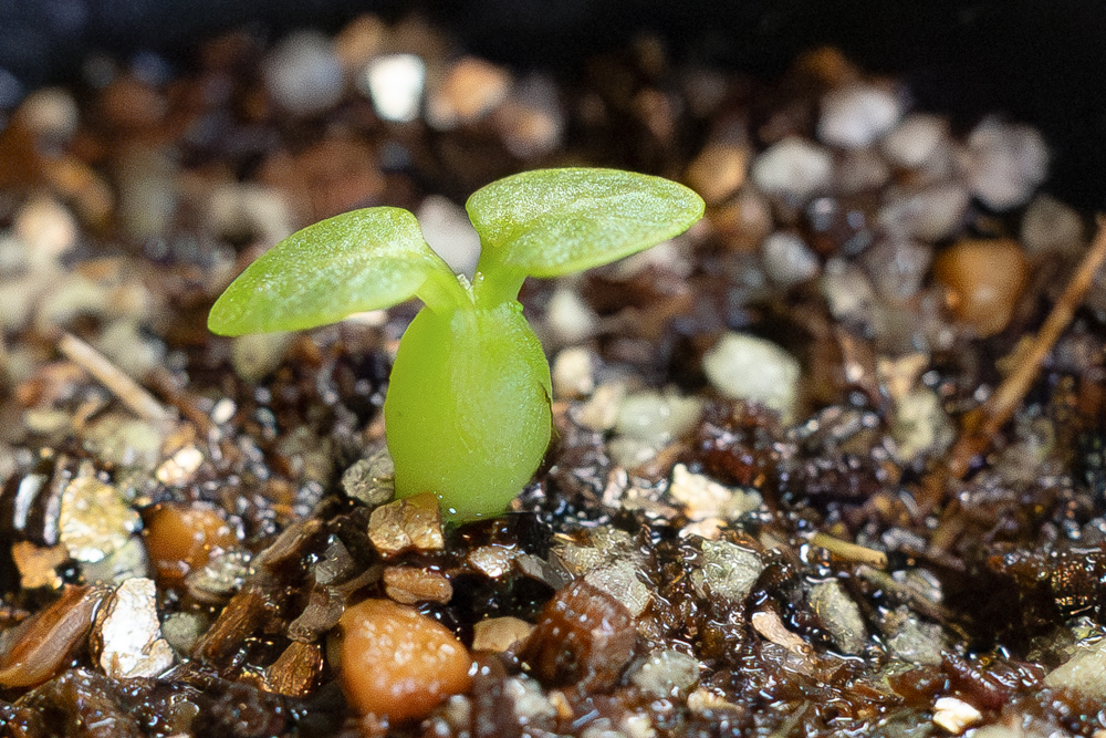 恵比寿笑いの稚苗