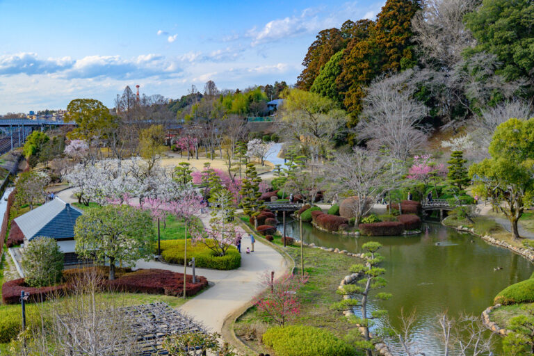 梅3,000本が見頃に突入! 茨城・水戸で開催中「水戸の梅まつり」【3月22日まで】