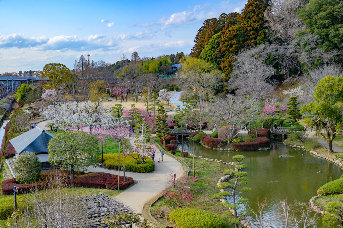 梅3,000本が見頃に突入！ 茨城・水戸で開催中「水戸の梅まつり」【3月22日まで】