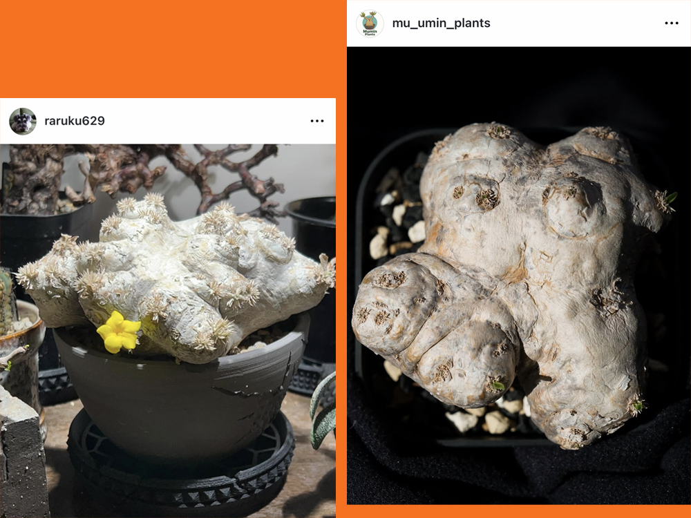 恵比寿笑いのInstagram投稿3