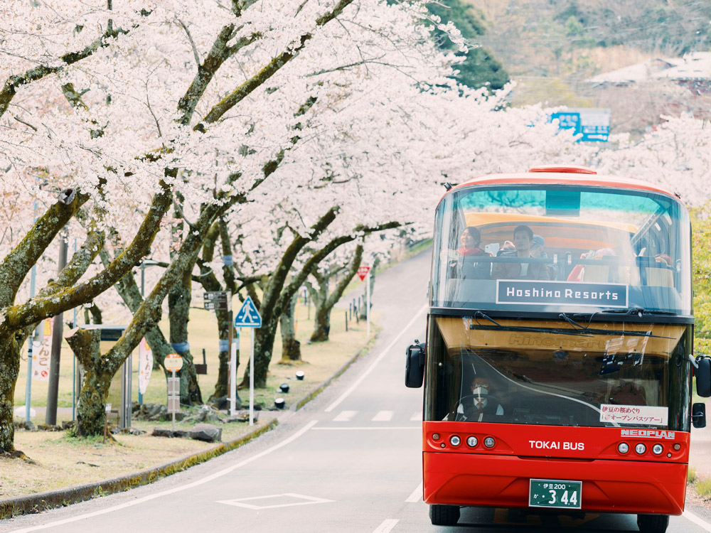 特徴1 オープンバスで春の風を感じながら360度見渡せる大パノラマの桜スポットを走り抜ける