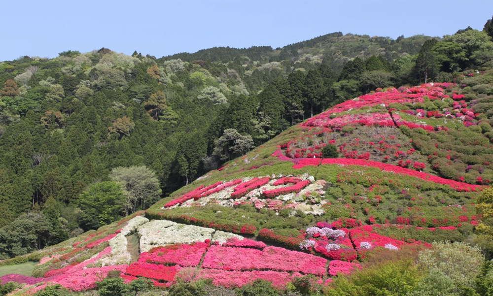 姫の沢公園「つつじ・こいのぼりまつり」つつじ