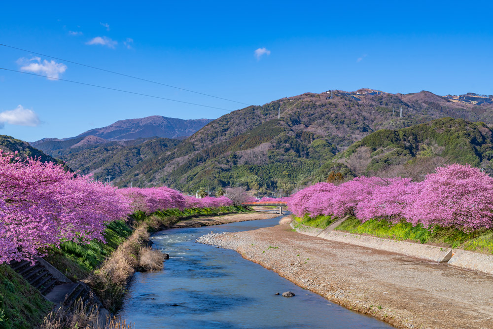 まだ間に合う! 「河津桜まつり」と謎解きイベント