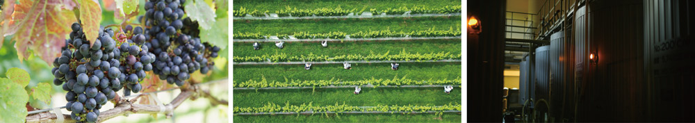 中伊豆ワイナリー シャトーT.S