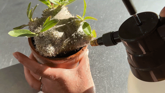 恵比寿笑いの水やり