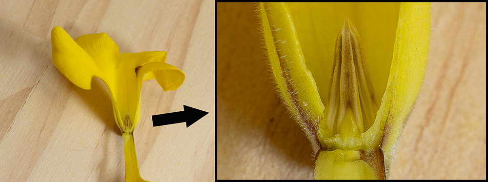 恵比寿笑いの雄しべ