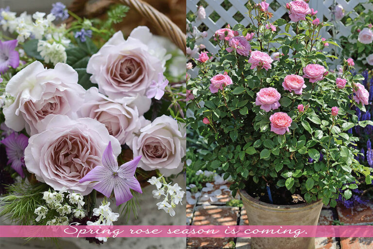 香りに癒やされるバラ8選|春に迎えたい「新苗」とプロが教えるオーガニック栽培