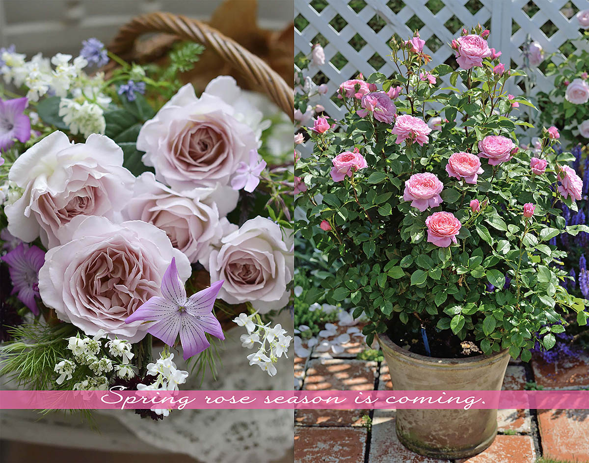 香りに癒やされるバラ8選|春に迎えたい「新苗」とプロが教えるオーガニック栽培