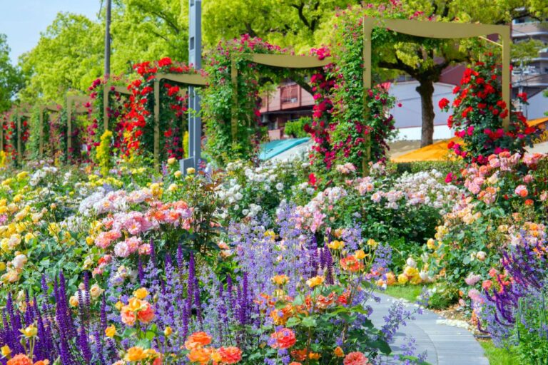 まちまるごとローズガーデン!広島・福山市、100万本のバラと400の庭を巡る春の旅