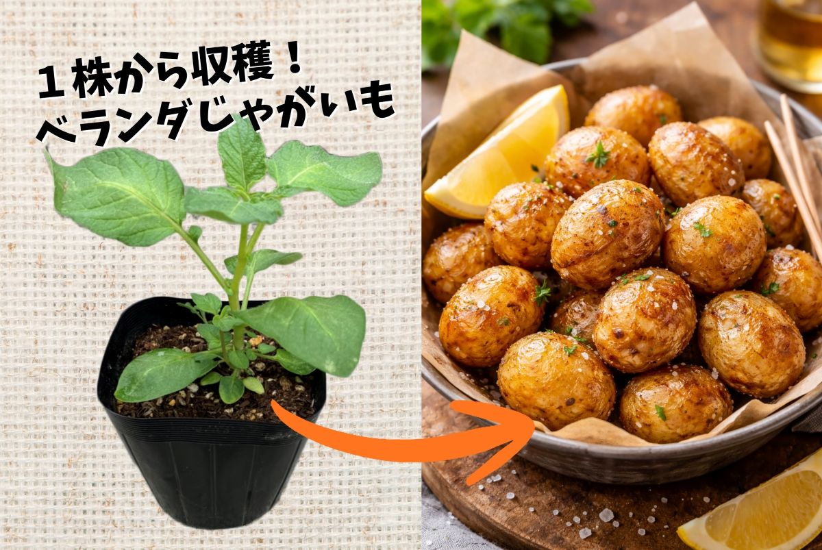 【春が植えどき】ベランダでジャガイモ収穫! 庭がなくてもOKの「1苗1鉢」栽培