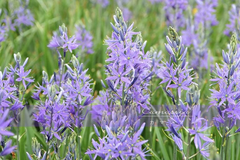 カマシア（カマッシア）の育て方｜植えっぱなしで毎年咲く！ 青い花がナチュラルガーデンに似合う球根花の魅力と栽培のコツ