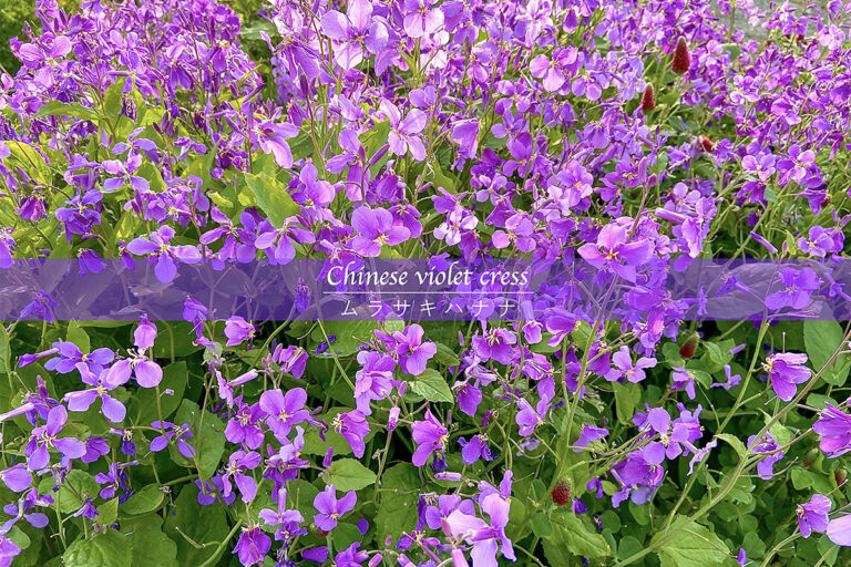 【春の花】ほったらかしでも毎年咲く! こぼれ種で増える丈夫な春花「ムラサキハナナ」の育て方