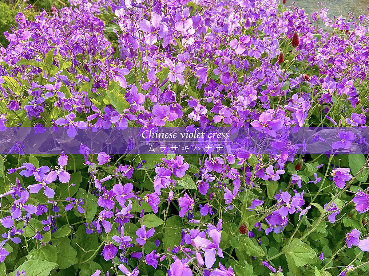 【春の花】ほったらかしでも毎年咲く! こぼれ種で増える丈夫な春花「ムラサキハナナ」の育て方