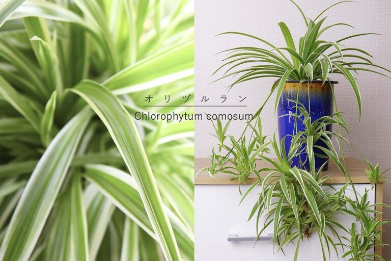 吊るして飾ると可愛さ倍増! 子株が増えてお得な植物「オリヅルラン」の種類と育て方