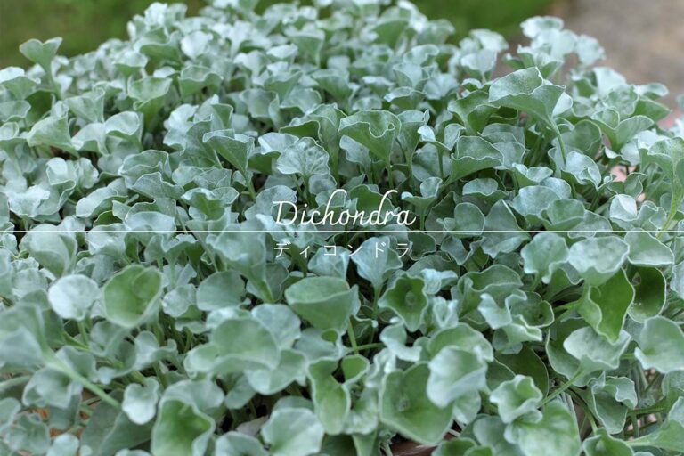 ディコンドラの育て方と注意ポイント｜失敗しないグラウンドカバーで雑草対策