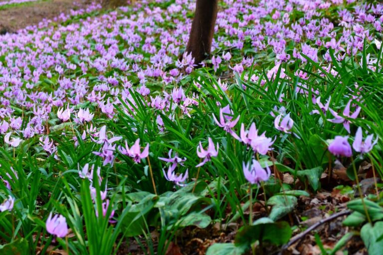 【3月中旬〜が見頃】都内近郊カタクリ群生地6選 ベスト観賞時間は11時〜14時