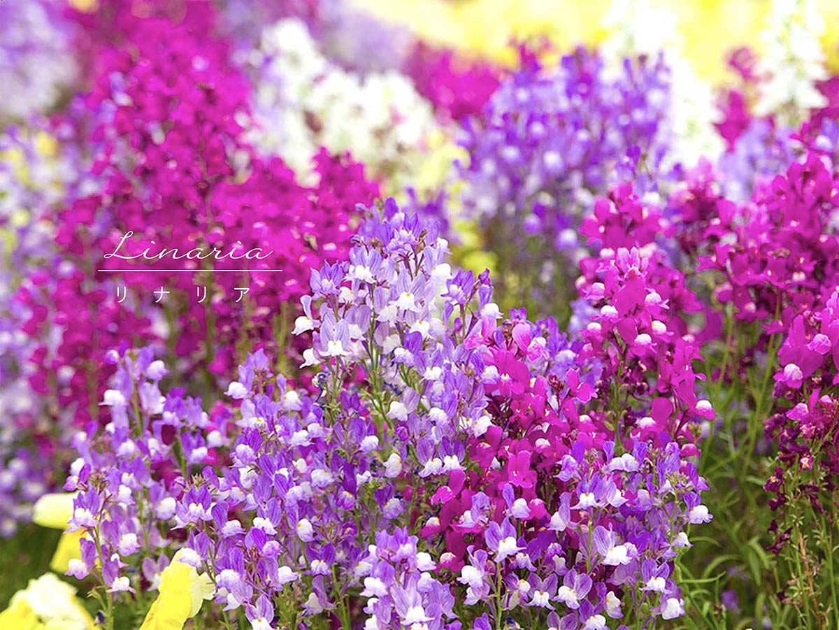 【保存版】リナリア（姫金魚草）の育て方12カ月カレンダー　夏越し・冬越しのポイント