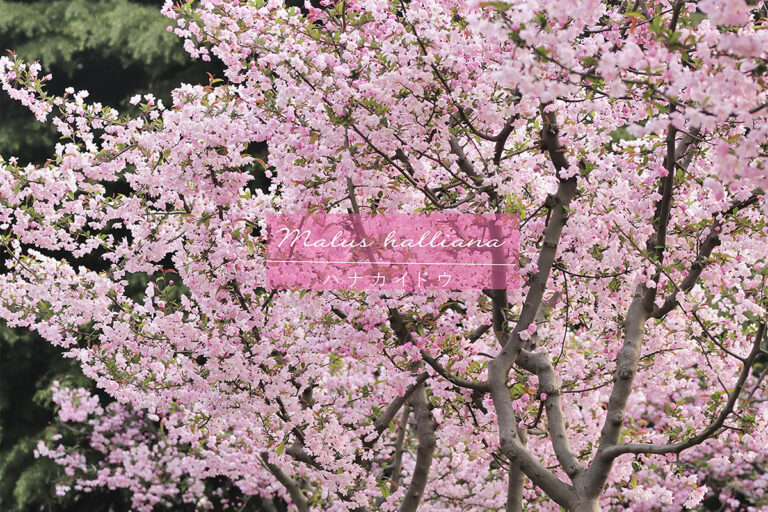 ソメイヨシノの後に満開! 長く春を楽しめる華やかな庭木「ハナカイドウ」とは?