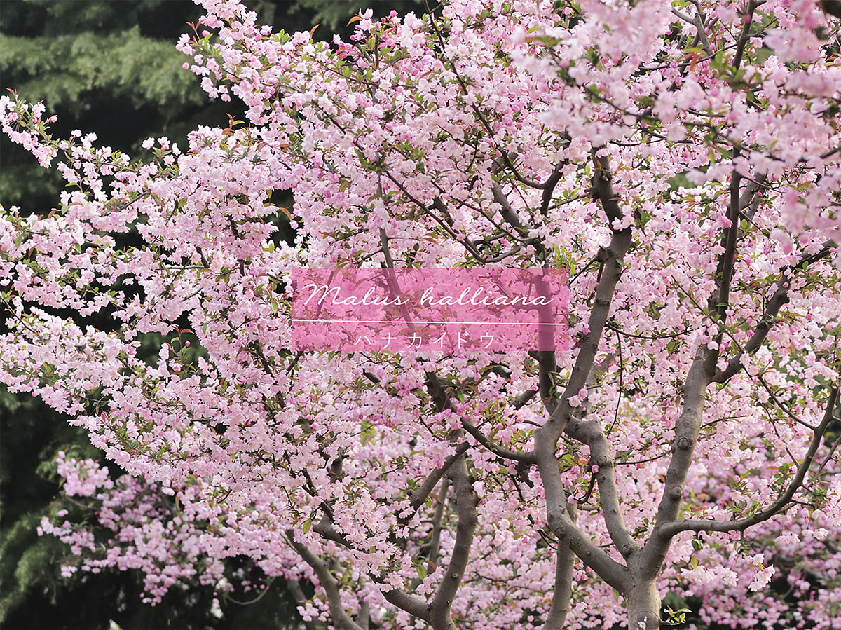 ソメイヨシノの後に満開! 長く春を楽しめる華やかな庭木「ハナカイドウ」とは?