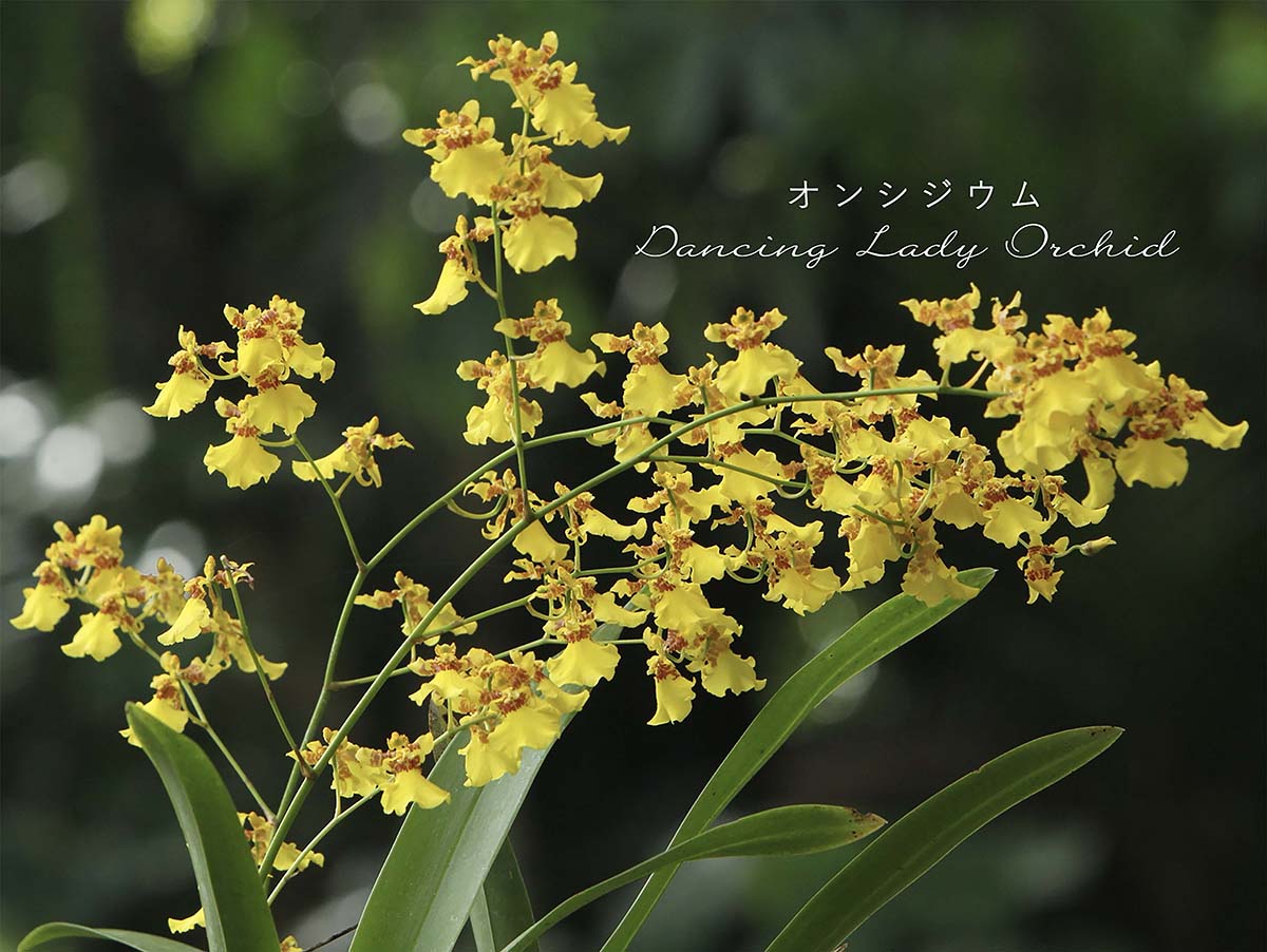 初心者でも失敗しない！ 丈夫で育てやすい洋ラン「オンシジウム」の栽培ポイントとQ&A