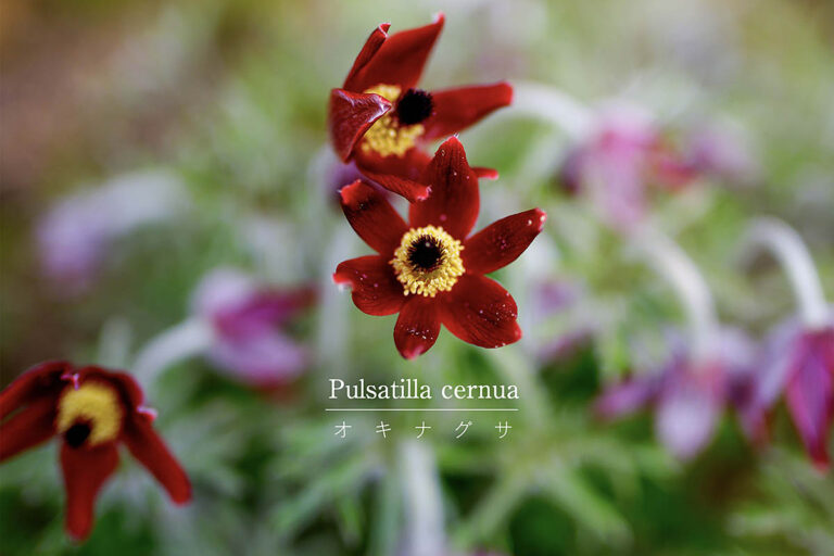 絶滅危惧種の山野草「オキナグサ」を庭で守り育てよう。育て方と枯らさないコツを解説