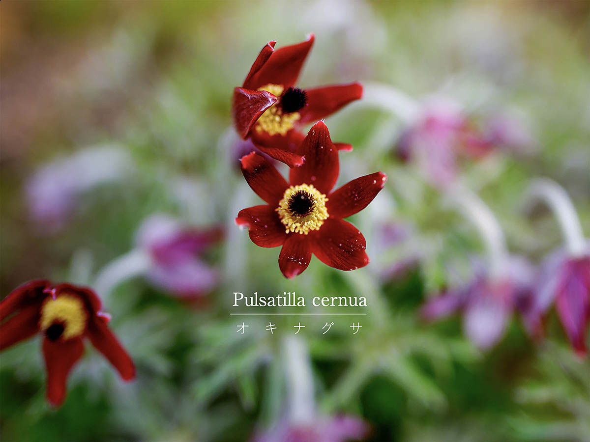 絶滅危惧種の山野草「オキナグサ」を庭で守り育てよう。育て方と枯らさないコツを解説