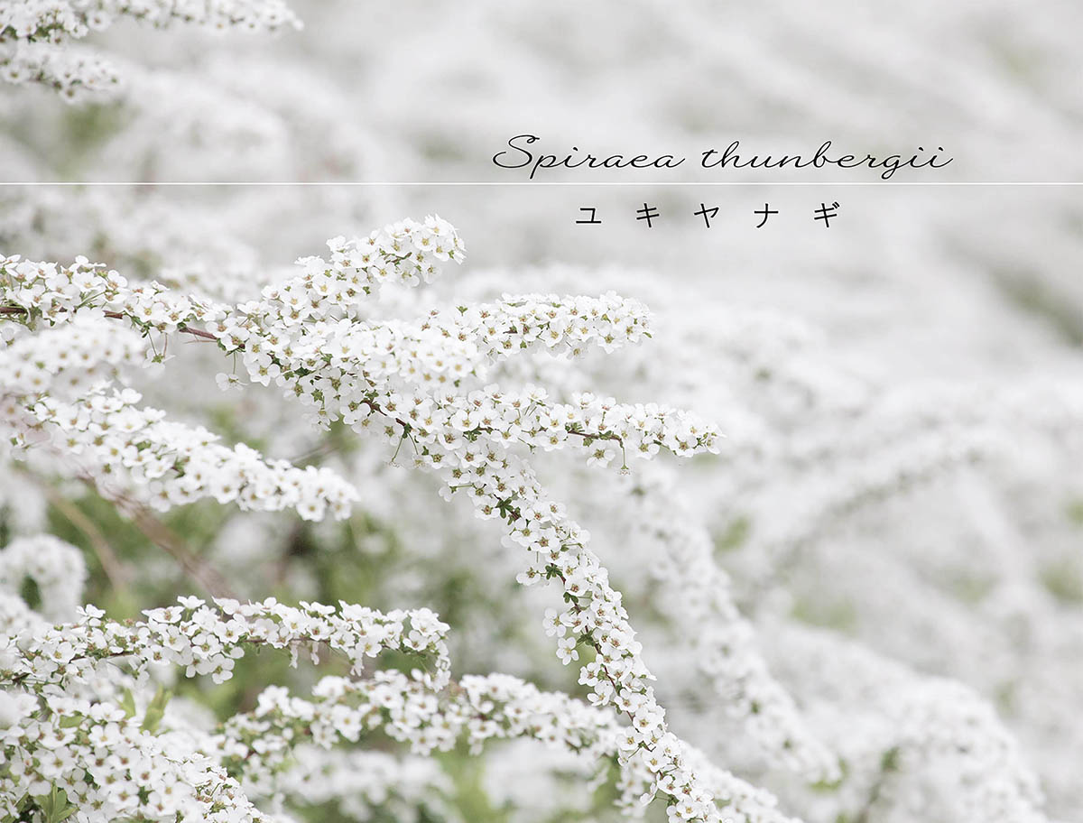 春の庭に無数の白花を！ 初心者でも失敗しない「ユキヤナギ」の育て方と剪定のコツ