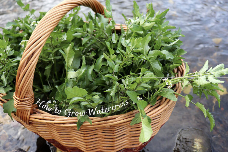 【プロが解説】土は不要! コップやペットボトルで簡単にできる「クレソン」水耕栽培のコツ