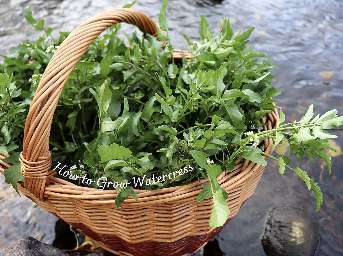 【プロが解説】土は不要! コップやペットボトルで簡単にできる「クレソン」水耕栽培のコツ