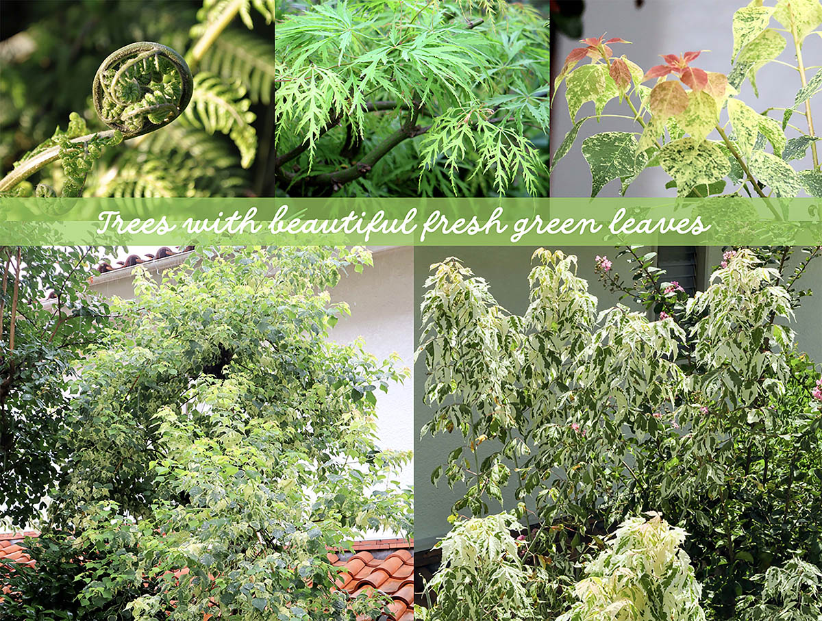 【プロが選ぶ】狭い庭や日陰にもおすすめ！ 四季の移ろいを楽しめる「新緑の美しい庭木」10選