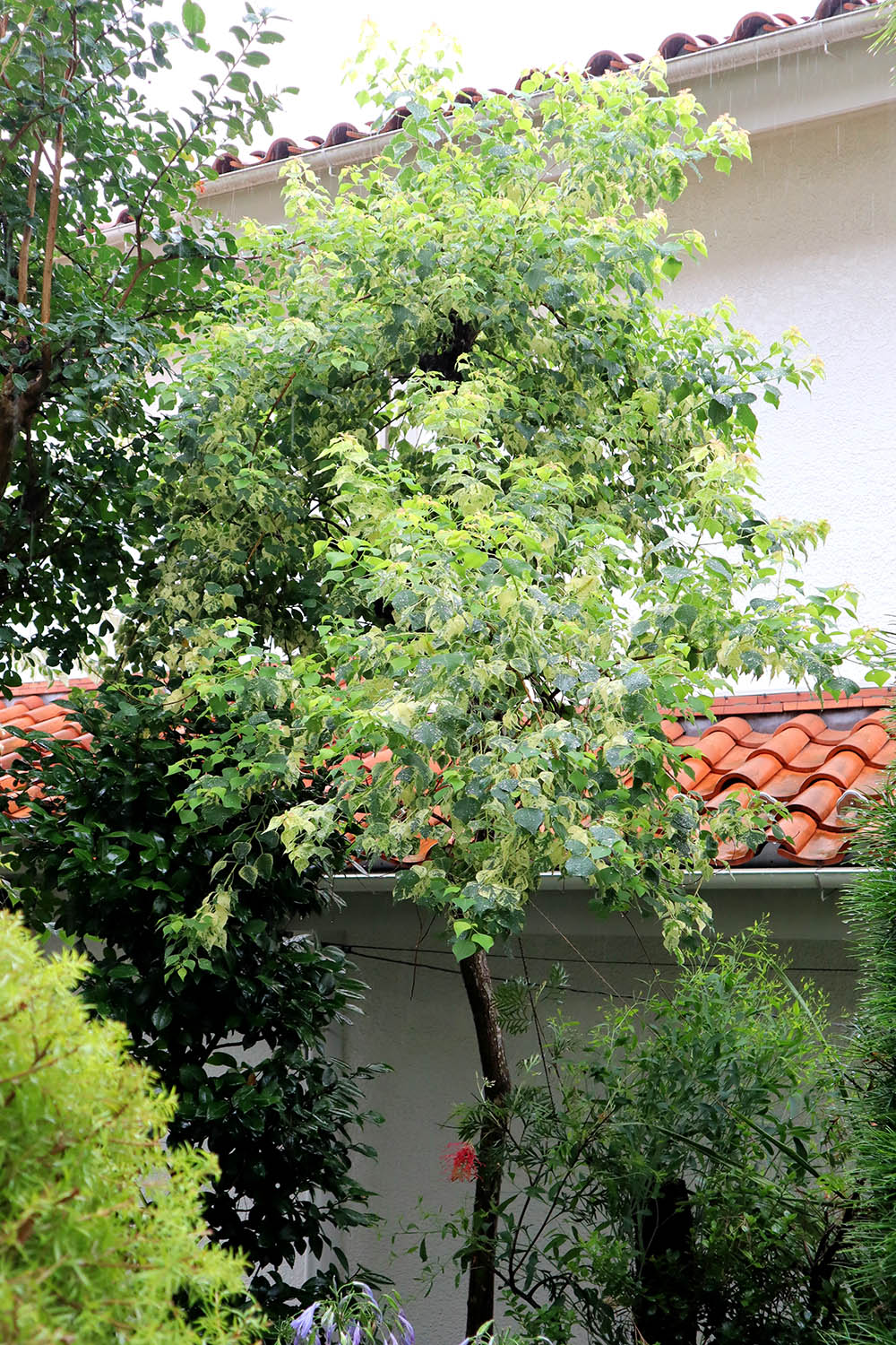 ネンキンハゼ‘メトロキャンドル’　